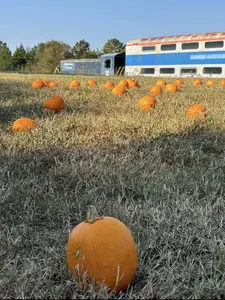 scrm-pumpkin-patch-express.jpg