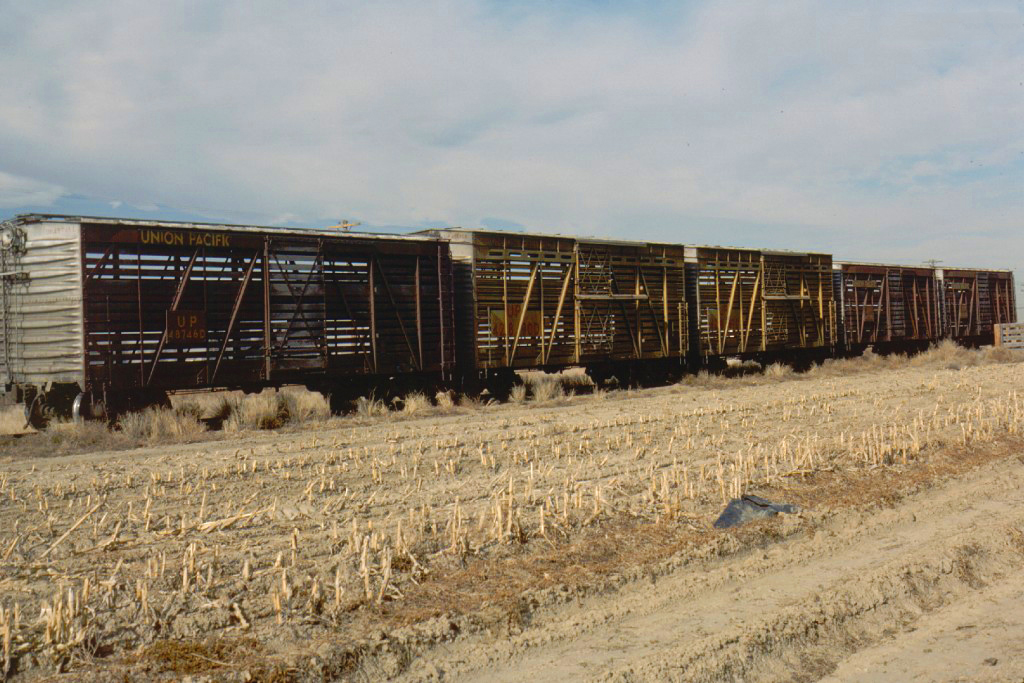 Livestock Rail Cars (Trains) Transport, Definition, Photos