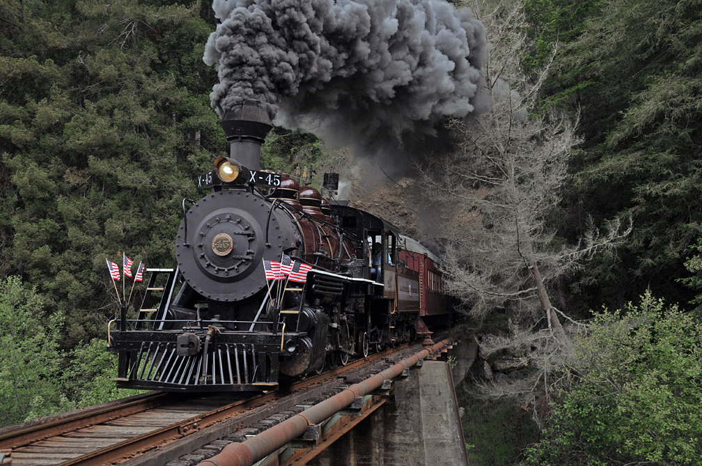 Redwoods along the Skunk Train route